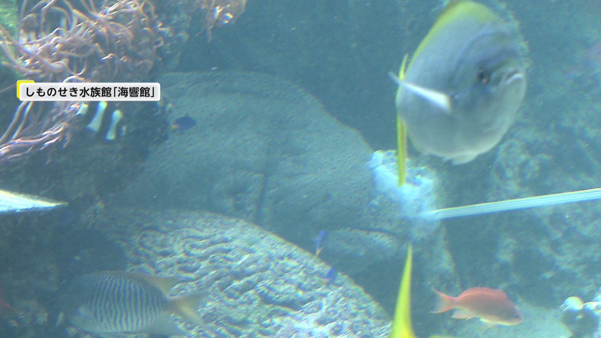 海水魚引退するので売ります