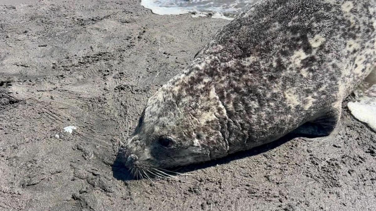 なぜ？海鳥約600羽・アザラシ6頭の死骸が＿野鳥やアザラシに“高病原性