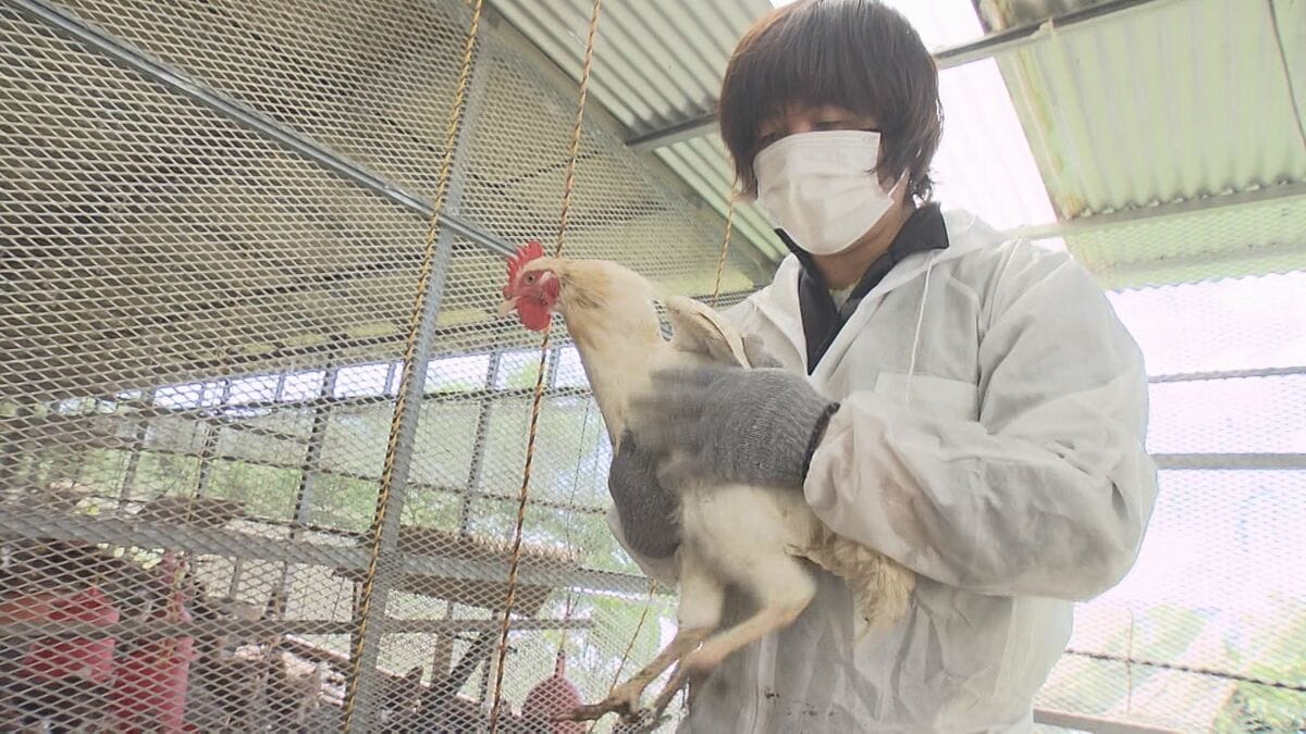 生まれてすぐ処分されるオスの鶏を食用に…エサの開発で肉質改良「命を
