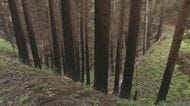 先祖から受け継いだ樹齢130年超のスギ林も被害　山林所有者の苦悩と再生への願い　岩手・大槌山林火災から半年