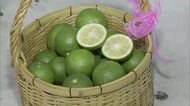 全国一の生産量・大分県産のカボス　露地ものの出荷始まる　果汁は十分で品質も良い出来に　竹田市