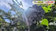 “空梅雨”でも油断禁物　梅雨明け後も大気は不安定な状態…ゲリラ豪雨や線状降水帯のリスク