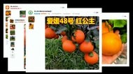 「またか…」愛媛の新ブランドみかん“紅プリンセス”　中国へ流出か　通販サイトで“紅公主”　販売業者「接ぎ木した」
