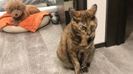 ケンカでもした?“ツンとした猫”と“しょんぼり顔の犬”の対比が可愛い…実際はどうだったのか飼い主に聞いた