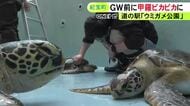 行楽シーズンに向けて綺麗に…日本で唯一ウミガメを飼育する道の駅で甲羅の掃除 アオウミガメやタイマイなど19匹