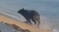 日本三景「天橋立」にクマ出没　海を泳いで逃げる様子も　「こんなところで出るんや」地元住民も驚き　麻酔銃で撃たれ11日朝までに駆除