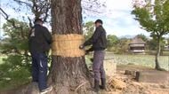 二十四節気「霜降」津山市では肌寒さを感じる朝　衆楽園では恒例の冬支度「松のこも巻き」【岡山】