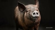 なぜ「ブタ」なのか…ブタの腎臓をヒトに移植　サイズも機能も近似　国内初の治験へ　負担重い“人工透析”から解放も【医師監修】