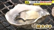 海中には大きなカキがびっしり「今年は実入りも大きいし数も多い」台風襲来せず生育順調　糸島エリアに「カキ小屋」オープン　福岡