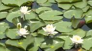 梅雨入り前に “爽やかな気分” を与える涼し気な彩り　津山市の名勝・衆楽園でスイレンが見頃【岡山】
