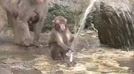 おさるのプール開き　泳いだり 水の中を潜るサルも「涼しそう」大分市高崎山自然動物園