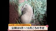 熊本市動植物園はレッサーパンダ『シンファ』の出産を発表【熊本】