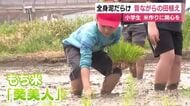 全員泥だらけ！小学生が昔ながらの田植えに挑戦　米作りに関心を