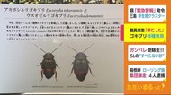 職員感激 「夢だった」 新種のゴキブリ発見 静岡・磐田市