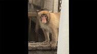 同一のサル? きょうは家に... 佐賀・住宅街で“出没”相次ぐ