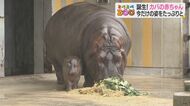 赤ちゃんカバが10年ぶりに誕生 お母さんの真似するかわいい仕草に癒やされる…【愛媛発】