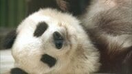 王子動物園のパンダ「タンタン」剥製が中国に返還…去年国内最高齢28歳で死亡　730万円かけ剥製と骨格標本に　神戸市