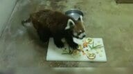 国内最高齢！レッサーパンダ風太くんが22歳に　人間なら80歳超…大好きなリンゴ頬張り特製ケーキに舌鼓　千葉市動物公園