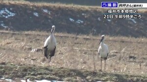 福井県福井市本郷地区に幸せ運ぶ 11羽のコウノトリ