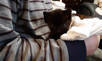 親父が拾ってきたんだけど 命の恩人 になつく子猫の姿が可愛い いつも一緒 生活ぶりを聞いた