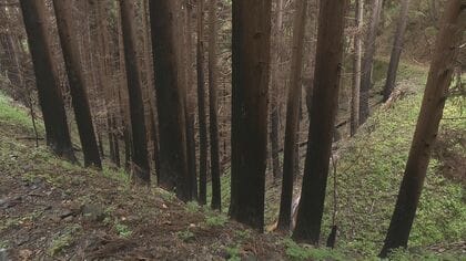 先祖から受け継いだ樹齢130年超のスギ林も被害　山林所有者の苦悩と再生への願い　岩手・大槌山林火災から半年