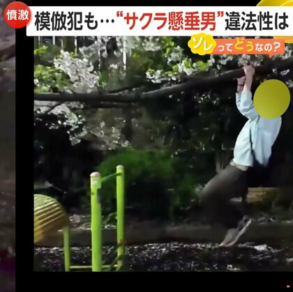 【あ然】“サクラ懸垂男”に模倣犯が出現…「誰にも迷惑かけてないだろ」桜の枝で逆上がりなど迷惑行為配信　専門家「器物損壊になる可能性高い」