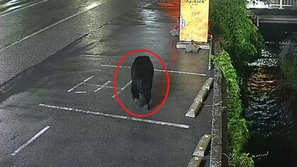宇都宮市中心部で目撃相次ぐクマは複数頭の可能性も　宇都宮大学で捜索も発見できず近くの小学校で目撃情報