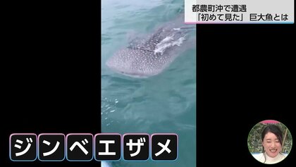 【貴重映像】振り向いたらジンベイザメ「背後でチャプチャプ音がして…」宮崎県沖で釣り客が遭遇　オキアミに引き寄せられた？