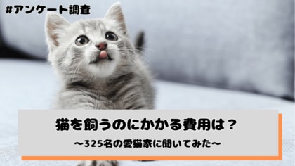 猫を飼うのにかかる費用は?325名の愛猫家にアンケート調査を実施