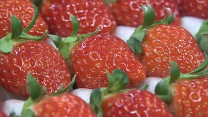 もしかしたらクリスマスケーキにイチゴ間に合わず？小豆島産の「女峰」出荷量は例年の半分程度か【香川】