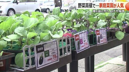 野菜価格の高止まりで「家庭菜園」が人気　苗もタネも売り上げ好調　節約術だけじゃない魅力も【福井】