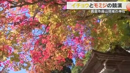 訪れた人は「やっぱ日本は良い」真庭市・徳山神社の境内で赤いモミジと黄色いイチョウが競演【岡山】