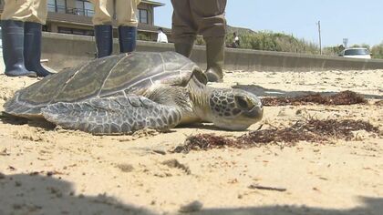 衰弱して海岸に…“絶滅危惧種”の保護ウミガメ　「とにかく助けたい」回復して生まれ育った海へ【福岡発】