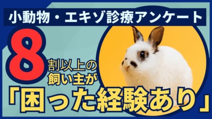 小動物・エキゾチックアニマルの動物病院受診実態調査:飼い主の84.7%が「困った経験あり」、専門医療体制の地域格差が浮き彫りに