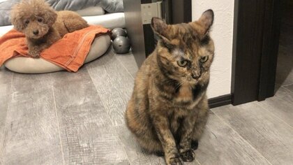 ケンカでもした？“ツンとした猫”と“しょんぼり顔の犬”の対比が可愛い…実際はどうだったのか飼い主に聞いた