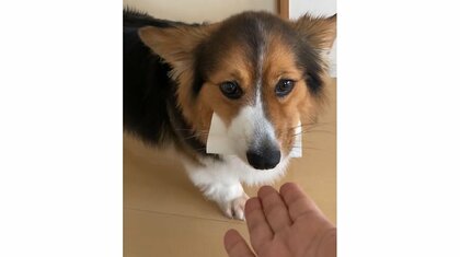 「どうしよう…」“芯ドロボー”がバレた犬が視線をキョロキョロ葛藤…ちゃんと飼い主に返した？その後を聞いた