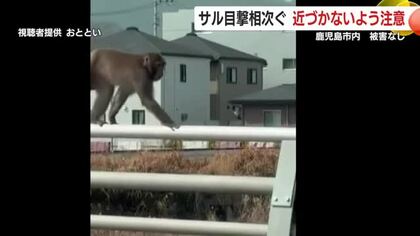 鹿児島市内でサルの目撃相次ぐ　被害なし　近づかないよう注意　