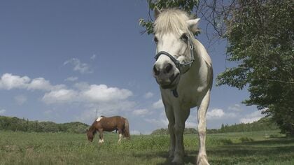 「子供の笑顔がエネルギー源」痛ましい出来事が転機…故郷の牧場にフリースクール　2頭の馬が“先生”に【島根発】