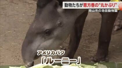 飼育員の愛情たっぷり…動物たちに一足早く「恵方巻」のプレゼント　岡山市の池田動物園【岡山】