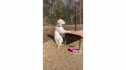 「ドッグランでランしない」“監視犬”が貫禄たっぷり！ベンチに前足をかけて鋭い眼光…理由を飼い主に聞いた