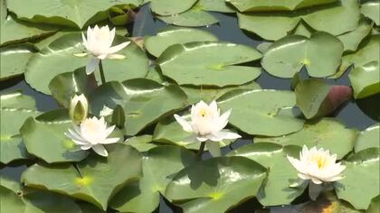 梅雨入り前に “爽やかな気分” を与える涼し気な彩り　津山市の名勝・衆楽園でスイレンが見頃【岡山】