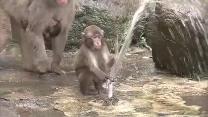 おさるのプール開き　泳いだり 水の中を潜るサルも「涼しそう」大分市高崎山自然動物園
