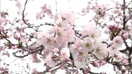日本三大夜桜・高田城址公園の桜開花！3日から始まる“観桜会”待ち望む声も「お花見しながらおいしいもの食べたい」新潟・上越市
