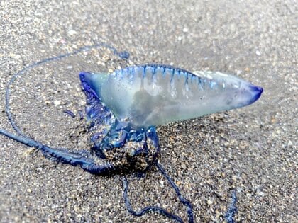 砂浜に打ち上がった「カツオノエボシ」は死んでいても危険！電流
