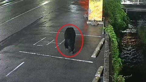 宇都宮市中心部で目撃相次ぐクマは複数頭の可能性も　宇都宮大学で捜索も発見できず近くの小学校で目撃情報
