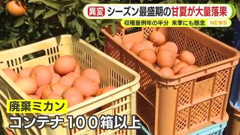 異変…シーズン最盛期の甘夏が大量落果　収穫量は例年の半分に　2月の大寒波が影響　来シーズンにも懸念