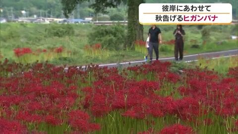 秋の彼岸にあわせ…岡山県内有数の群生地で秋の訪れを告げるヒガンバナ（岡山・真庭市）