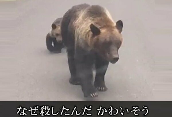 【クマ駆除に苦情殺到】「なぜ殺したんだ」「世界自然遺産を返還すべき」「子グマは殺す必要がないんじゃないか」30分超の電話や長文メール…羅臼岳で男性襲撃した親子グマ3頭の駆除めぐり町に苦情〈北海道〉