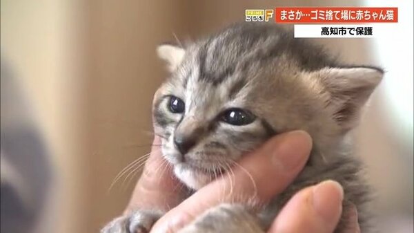 本当に残酷 赤ちゃん猫4匹をポリ袋に入れてゴミ捨て場に コロナ禍で増えるペット遺棄 高知発 Fnnプライムオンライン