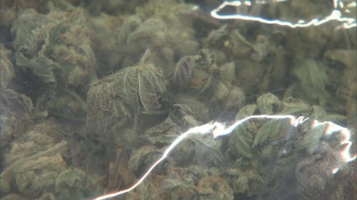 大麻は覚醒剤より安価で若者でも買えてしまう
